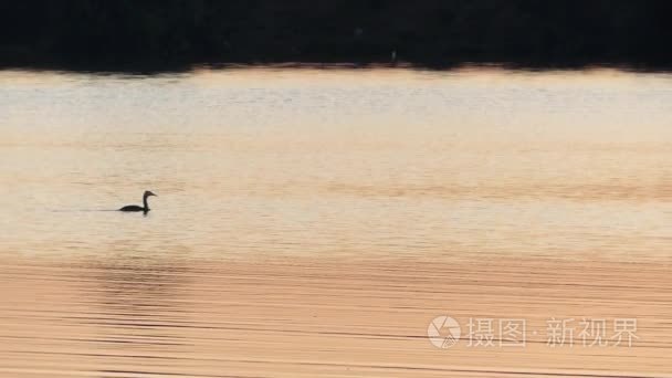 在日落期间鸭浮上水红视频