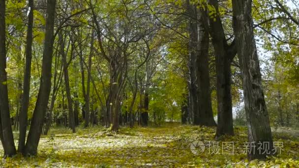 树叶飘零的秋天公园视频