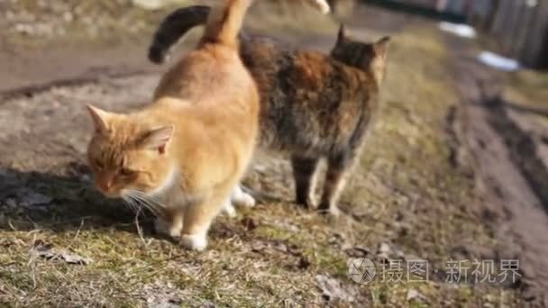 两个野生猫科动物户外视频