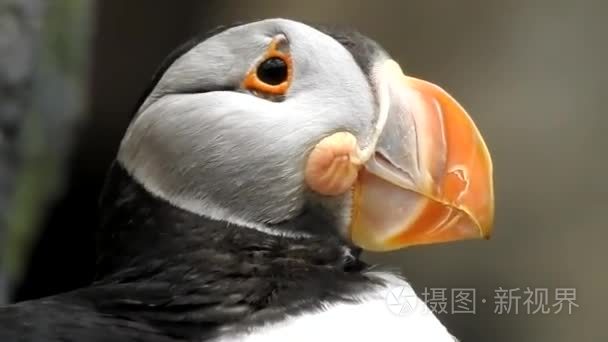 大西洋海雀海鸟在野外视频