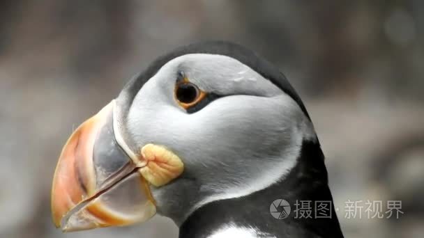 海雀海鸟野生动物和动物区系视频