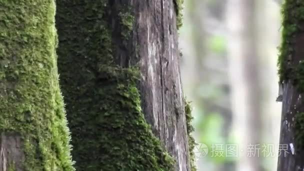 长满青苔的树在森林里视频