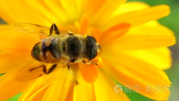 一只蜜蜂采集花粉对黄花宏视频