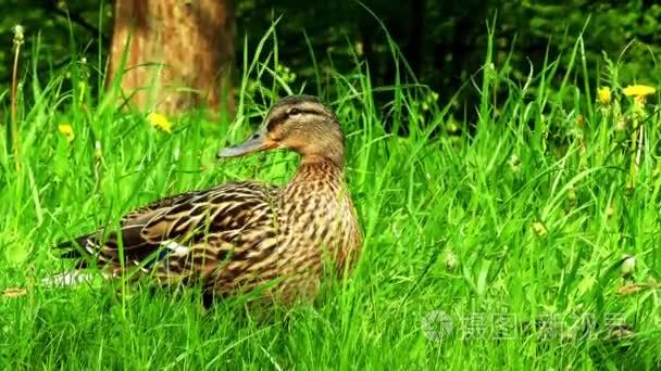 绿头野鸭绿草。绿头鸭或野鸭 （北京鸭） 是钻水鸭，属于亚科水禽家庭雁鸭