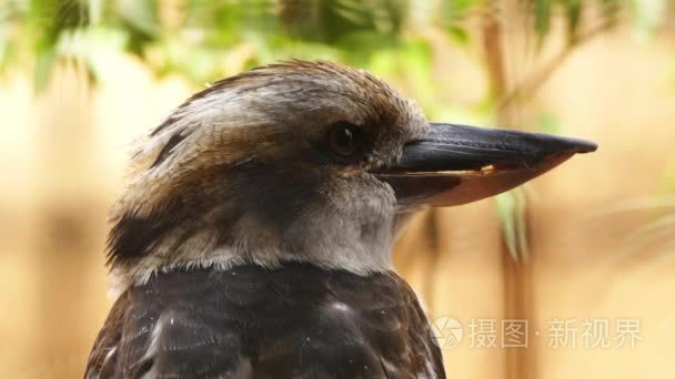 Kookaburras are terrestrial tree kingfishers of genus Dacelo nat