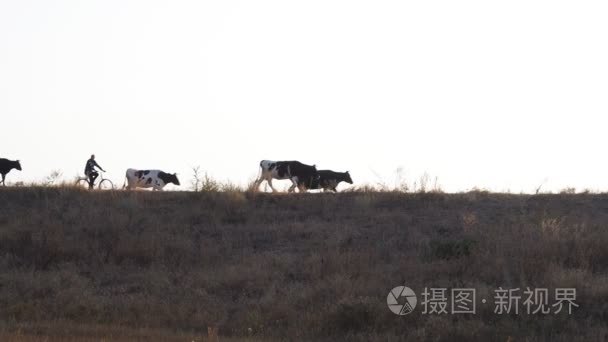 与牧民的牛视频