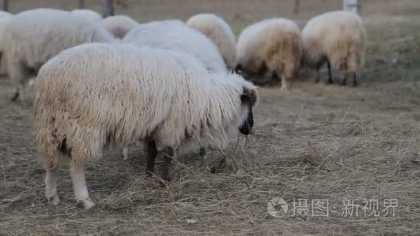 很多在美丽的绿色草原上的羊视频