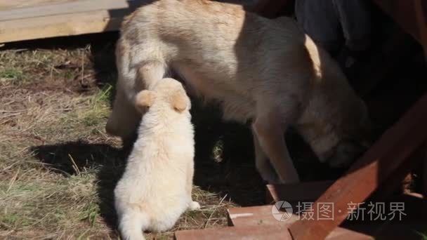 吃完奶的小狗视频