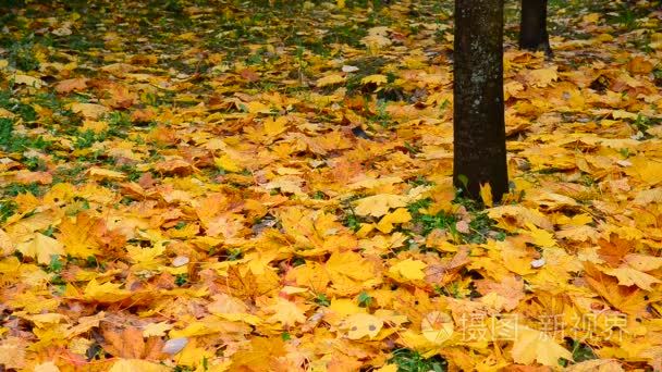 许多湿黄色枫叶树下躺在秋天视频