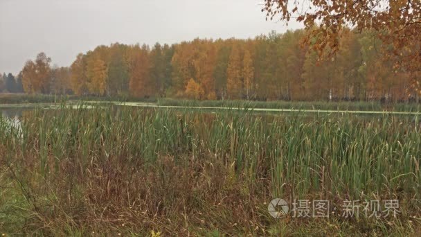 Autumn landscape (Temperate climatic zone)