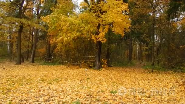 秋天的叶子秋天枫叶树在森林里视频