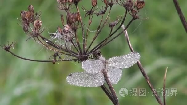 露水覆盖的蜻蜓视频