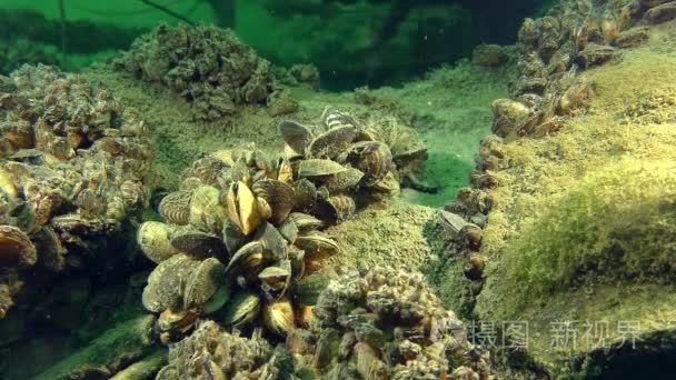 zebramusseldreissenapolymorpha