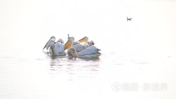 大白鹈鹕在湖里游泳黎明视频