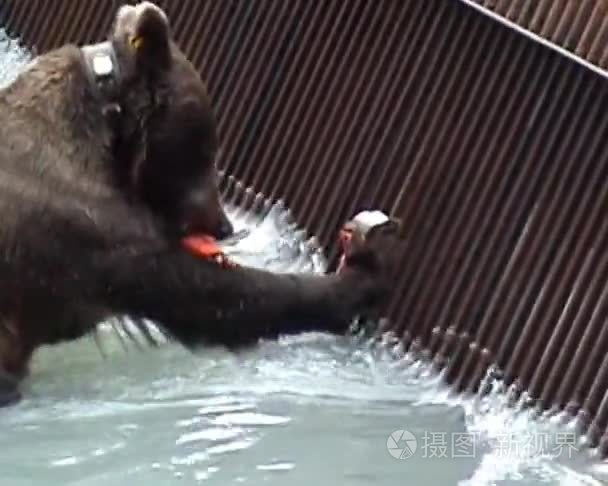 阿拉斯加灰熊吃视频
