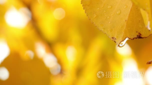 雨水落在黄色秋天的落叶视频