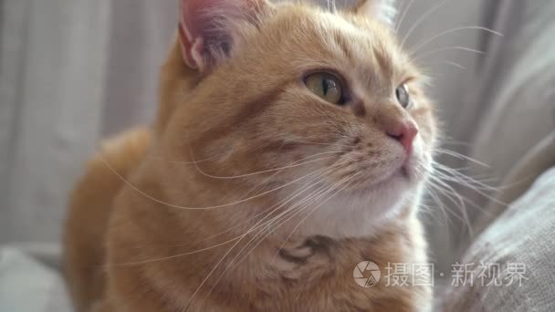 猫的惊喜突然她回头视频