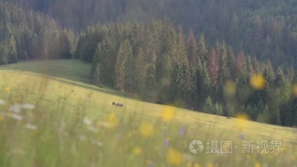 马在山与创辉背景视频