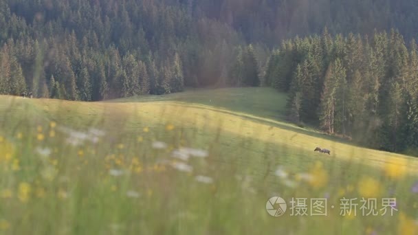 马在山与创辉背景视频