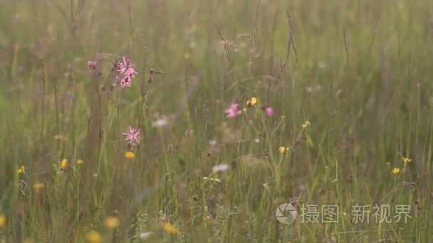 野生花卉在刮风的日子视频