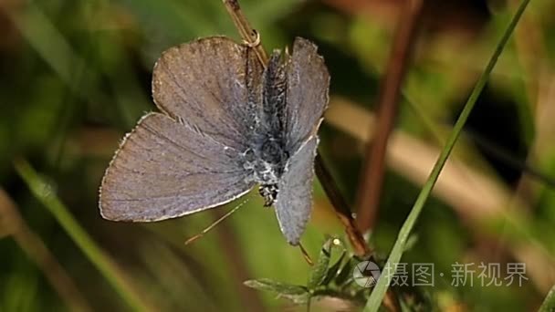 灰色蝴蝶密切了植物在静止视频