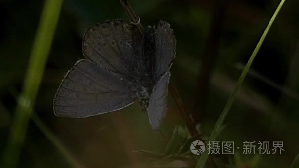 灰色蝴蝶密切了植物在静止视频