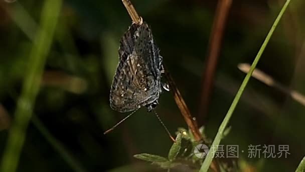 灰色蝴蝶密切了植物在静止视频