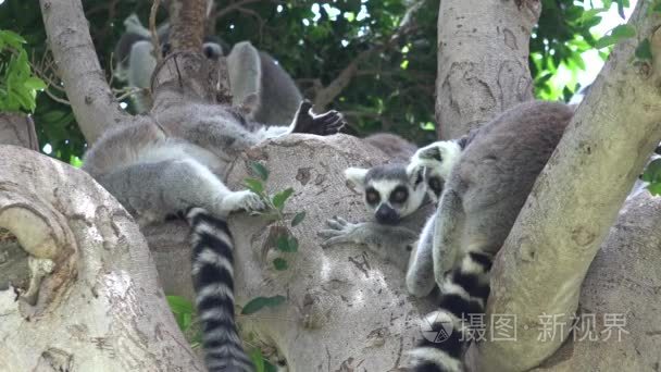 狐猴在树中的野生动物视频