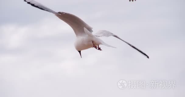 飞翔的海鸟视频