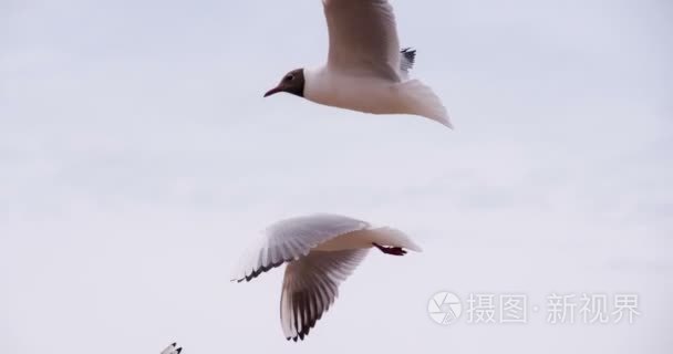 海鸟在多云的天空视频