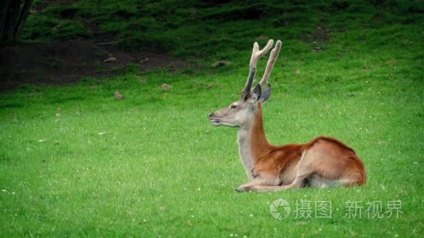 鹿在草地上休息视频