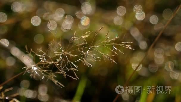 草药露水在太阳灯光摇曳在风中