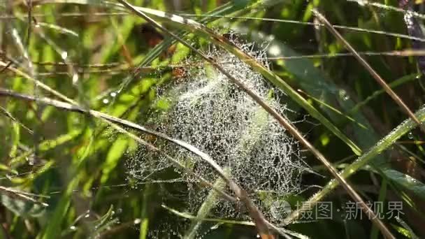 腹板在露水的草地之间纠缠不清视频