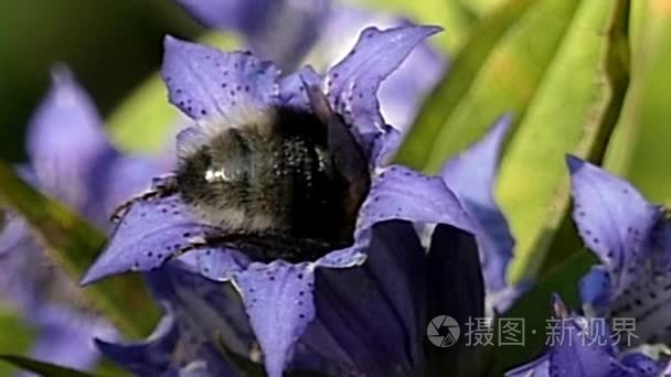 蜜蜂采集花蜜在紫色的小花视频