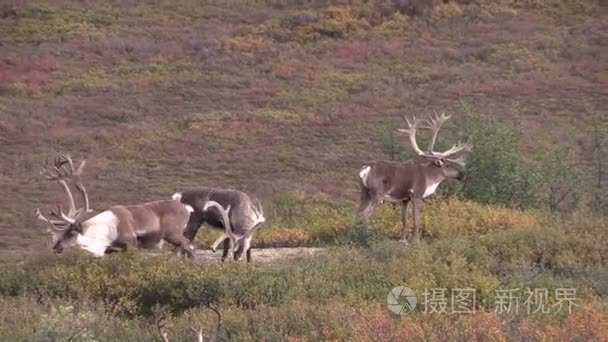 贫瘠地面北美驯鹿公牛视频