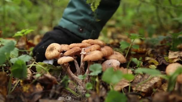 男孩在森林里采摘蘑菇短视频
