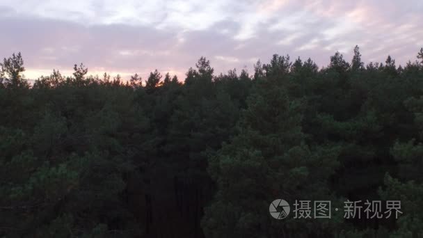 在秋天的落叶针叶林拍摄日落的空中无人驾驶。4 k