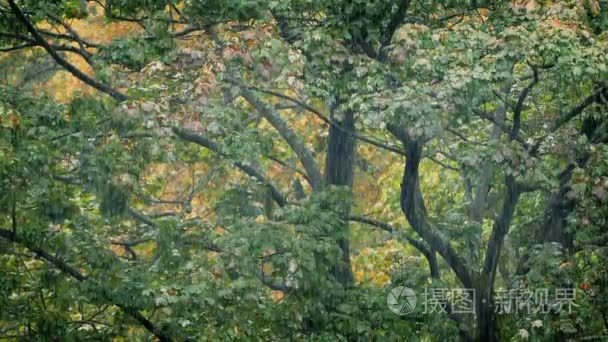 树木在暴雨中视频