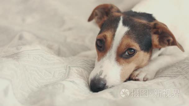 小狗杰克罗素梗犬躺在床上视频