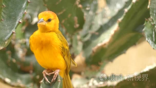 塔韦塔韦弗 Ploceus castaneiceps 是在 Ploceidae 家族的鸟类。它是发现在肯尼亚和坦桑尼亚。只鸟