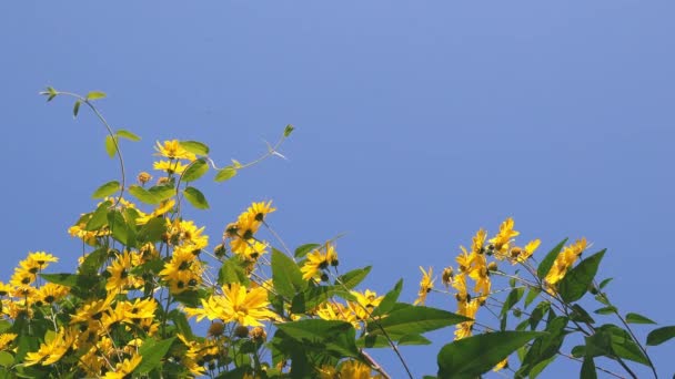 菊芋花 菊芋花视频大全 菊芋花视频合集 摄图新视界 菊芋花 菊芋花视频大全 菊芋花视频合集 摄图新视界