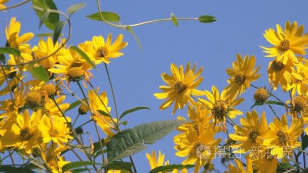 菊芋花 菊芋花视频大全 菊芋花视频合集 摄图新视界