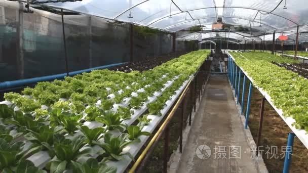 农场种植无土栽培绿色蔬菜视频