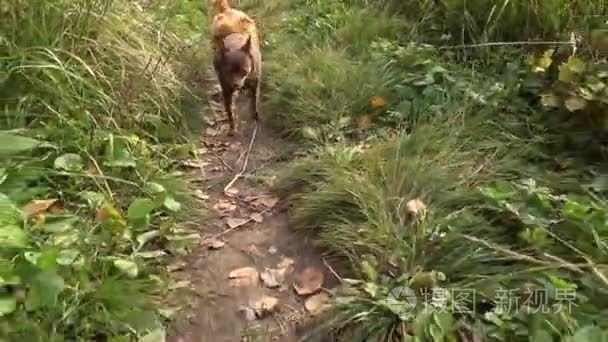 在道路上行走的两个纯种狗视频