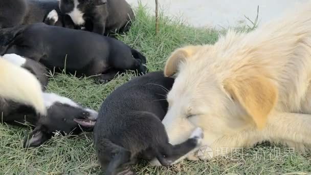 狗妈妈拥抱她的幼崽在草地上视频