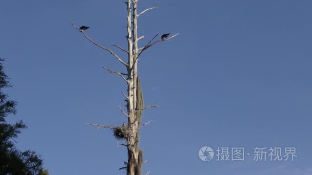 在佛罗里达州湿地鸟类的老树