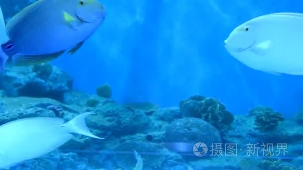 在水族馆的鱼视频