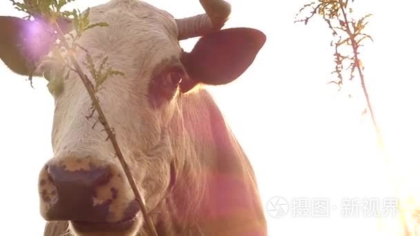 牛头在阳光下，在山上的草地放牧。慢动作