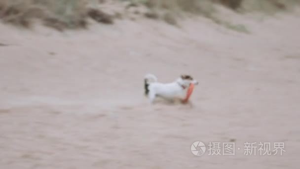 狗在沙滩上玩玩具