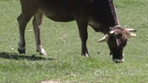 在阿尔卑斯山的牛视频